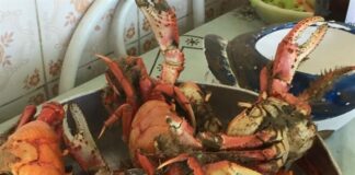 Receita de Receita de Caranguejada Simples e Gostosa | Amo Receita